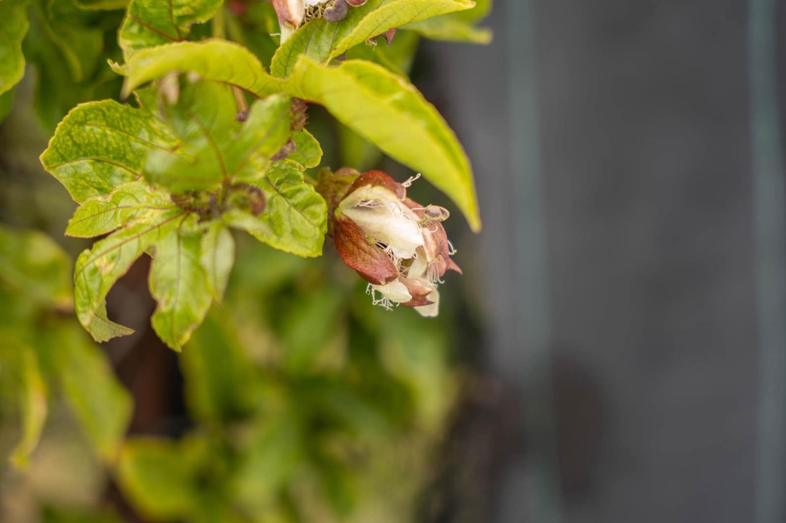 Byggetomt til salgs i Salobrena - € 2 000 000 (Ref: 8979086)