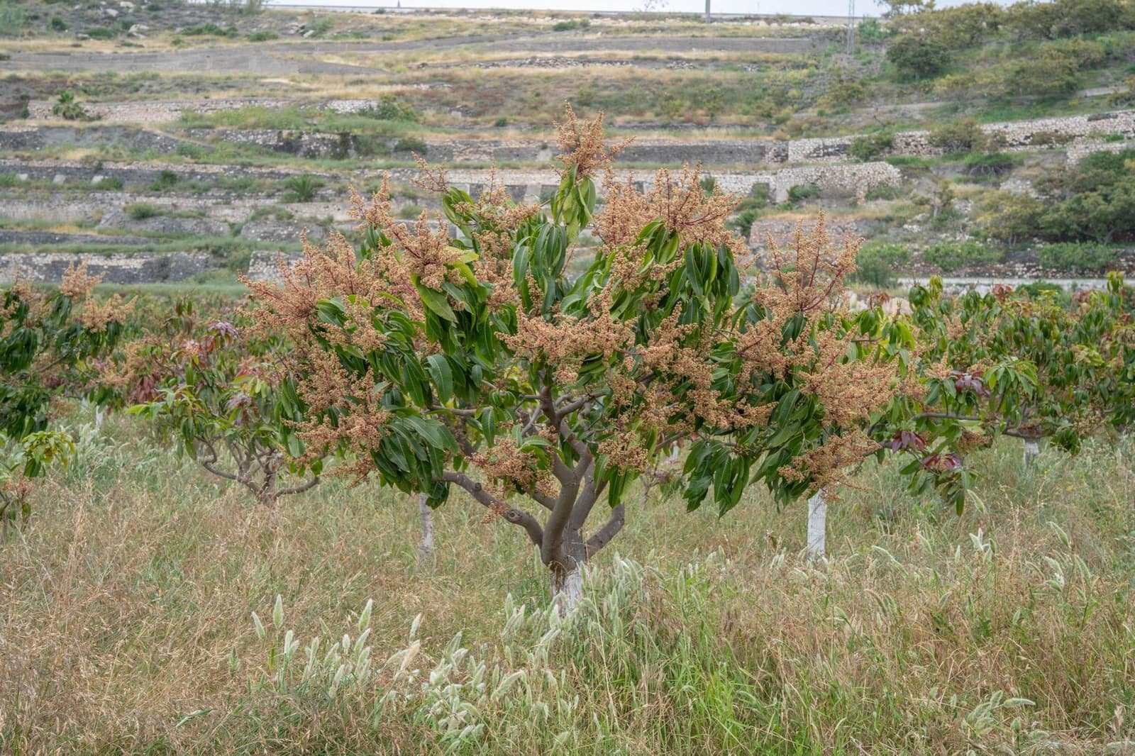 Byggetomt til salgs i Salobrena - € 2 000 000 (Ref: 8979086)