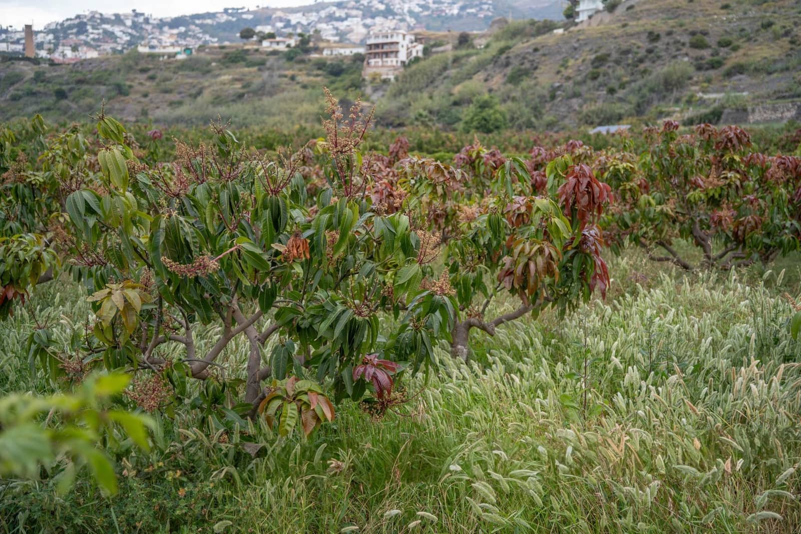 Byggetomt til salgs i Salobrena - € 2 000 000 (Ref: 8979086)