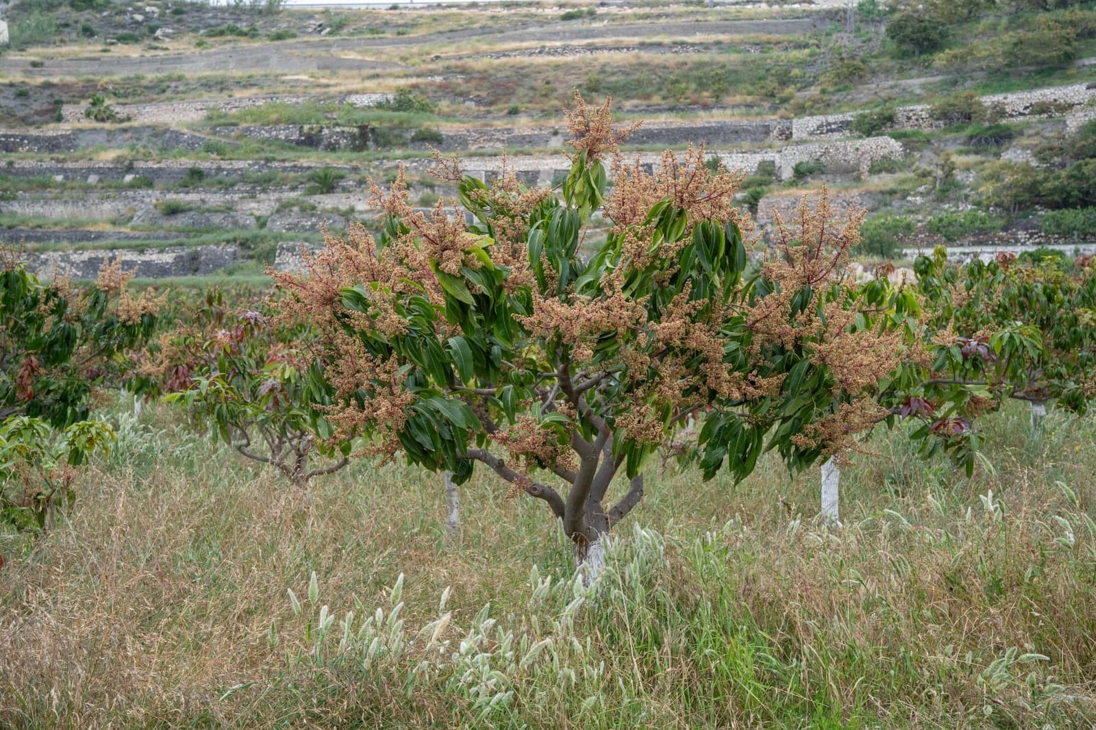 Byggetomt til salgs i Salobrena - € 2 000 000 (Ref: 8979086)