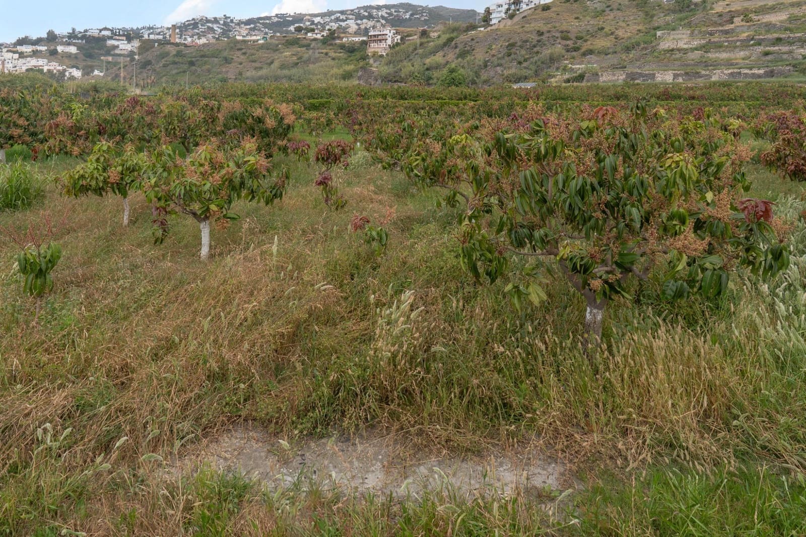 Byggetomt til salgs i Salobrena - € 2 000 000 (Ref: 8979086)