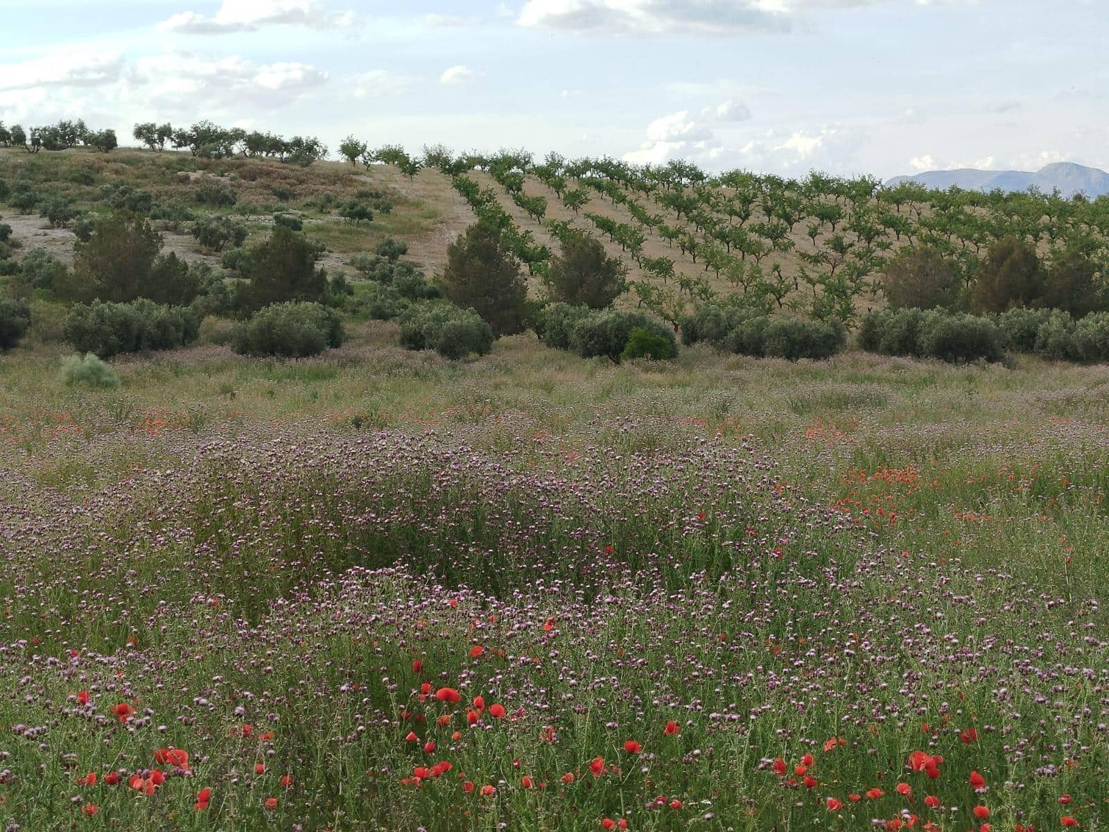 Grunde uden byggetilladelser til salg i Las Gabias - € 200.000 (Ref: 9048712)