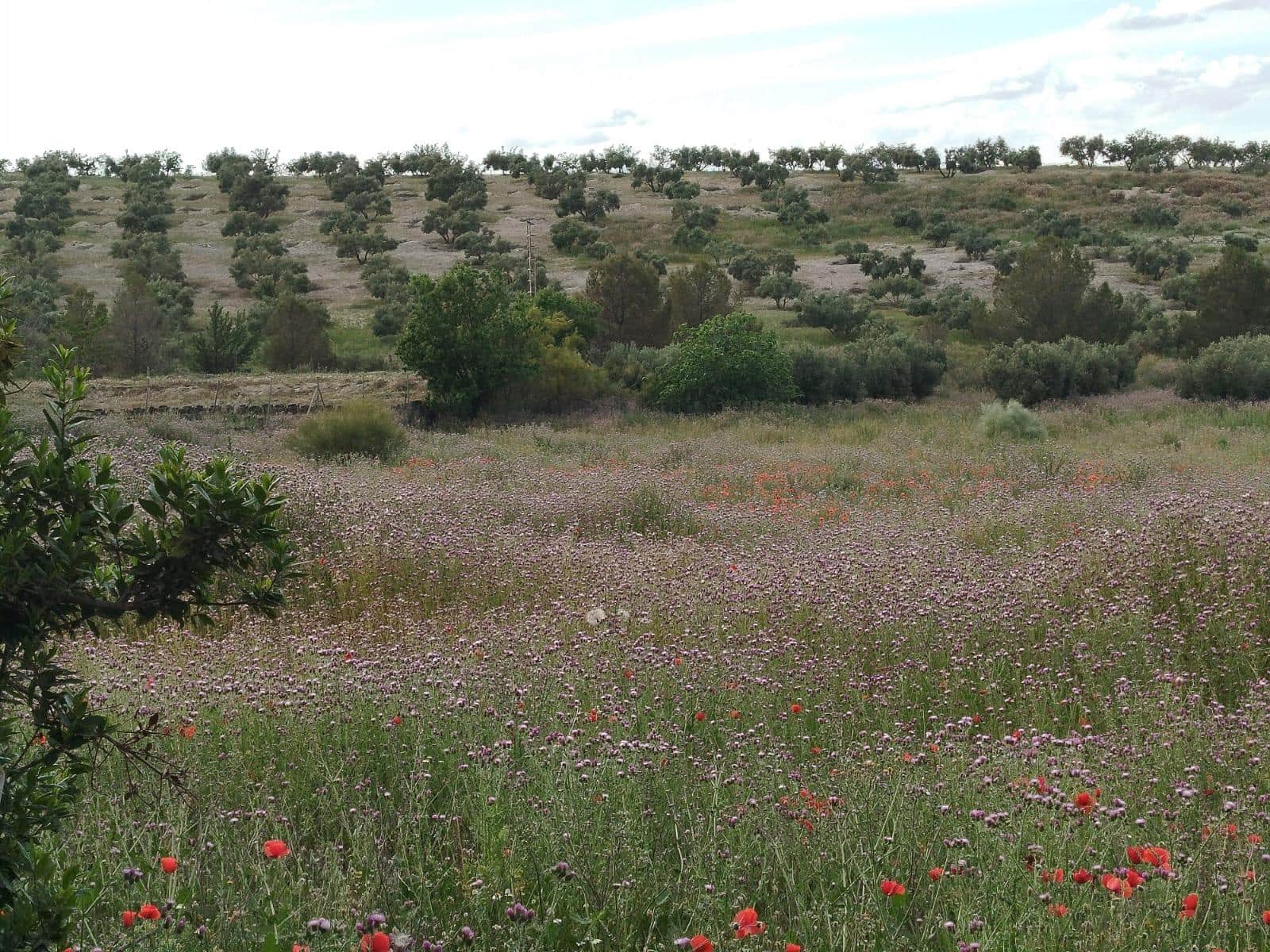 Grunde uden byggetilladelser til salg i Las Gabias - € 200.000 (Ref: 9048712)