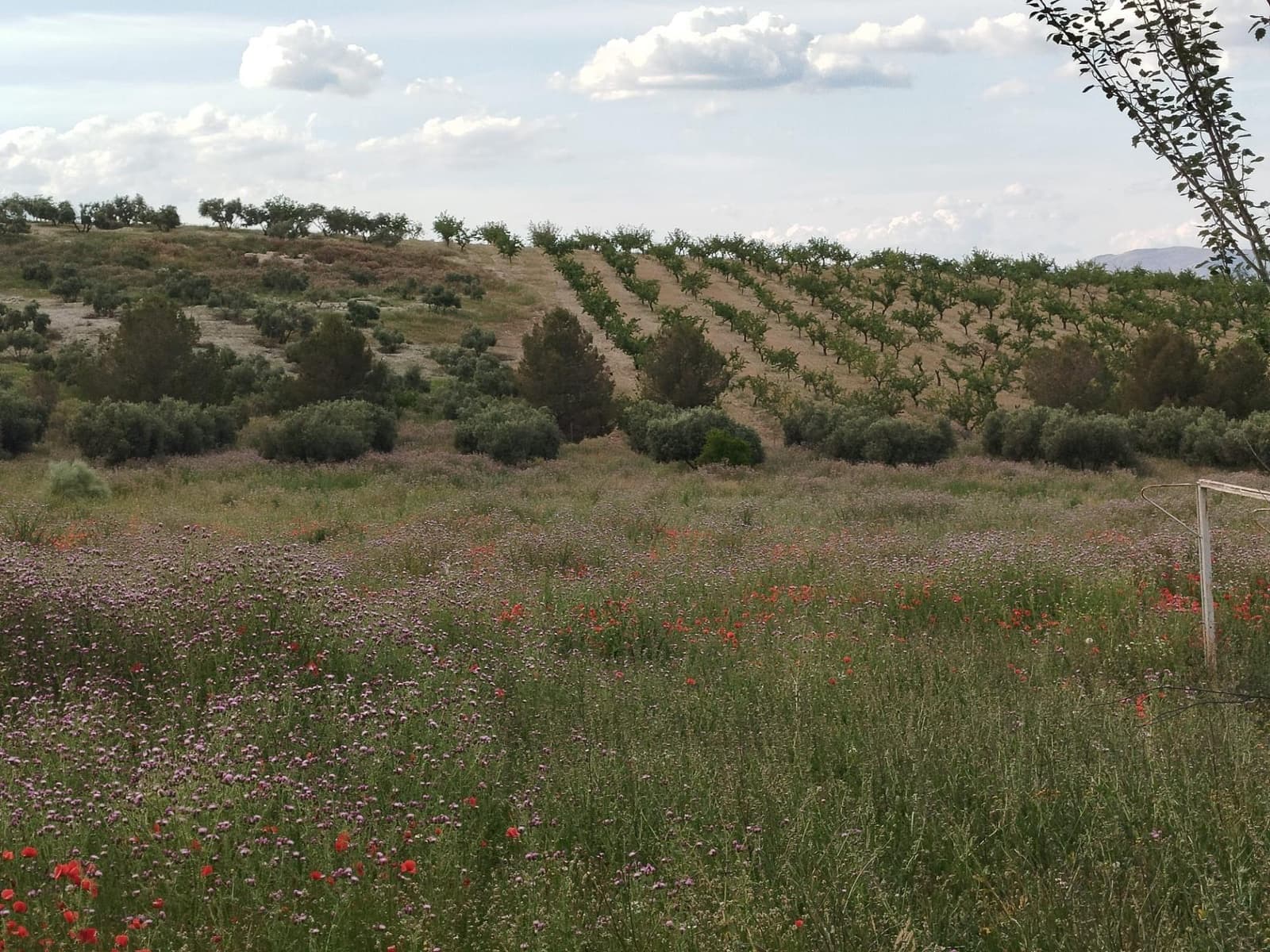 Grunde uden byggetilladelser til salg i Las Gabias - € 200.000 (Ref: 9048712)