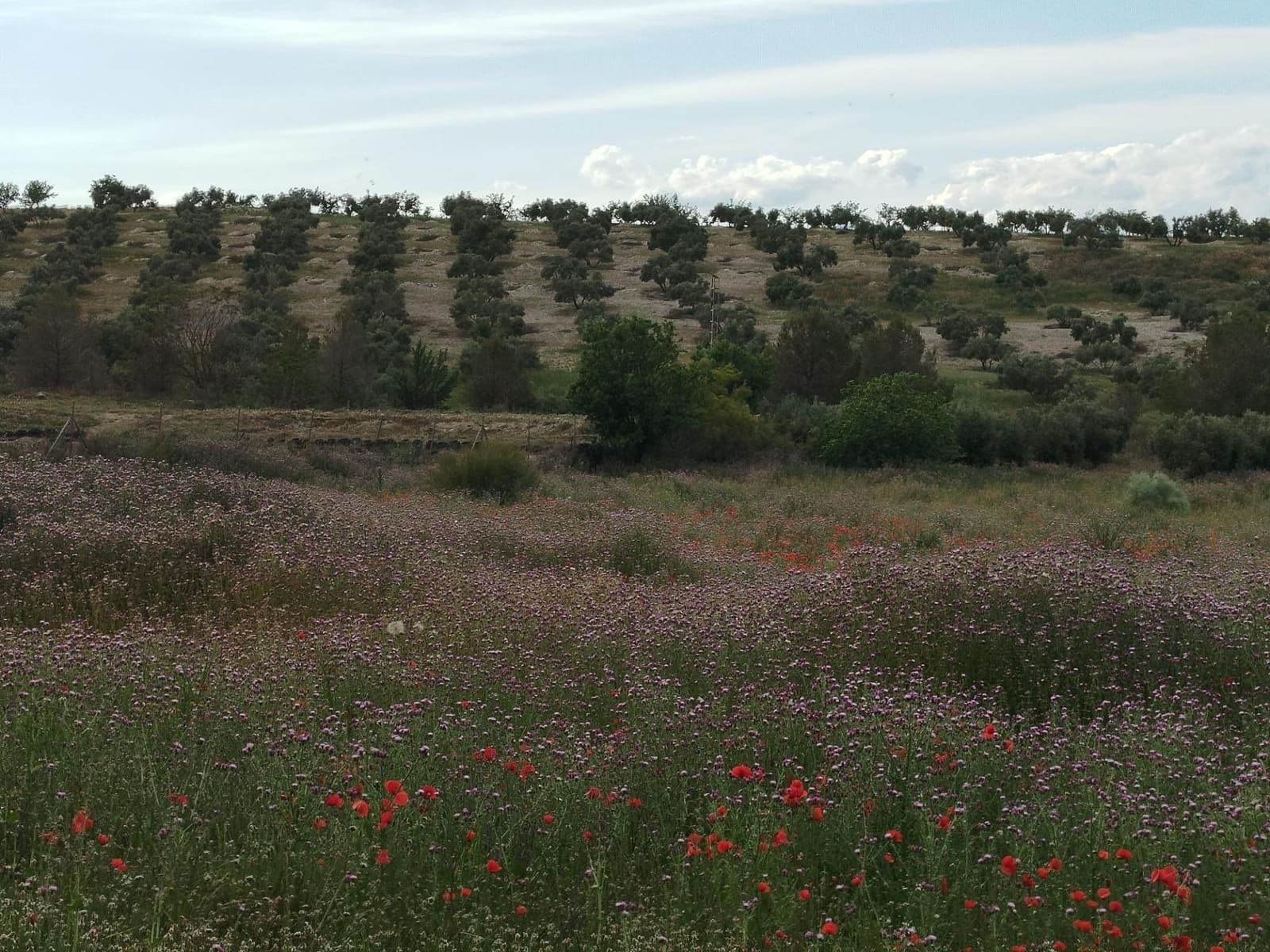 Grunde uden byggetilladelser til salg i Las Gabias - € 200.000 (Ref: 9048712)