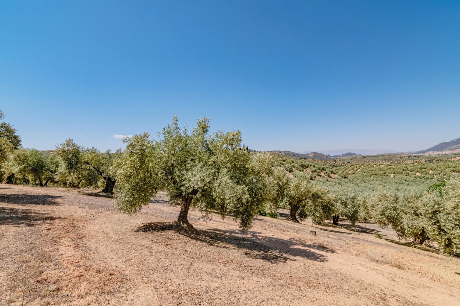 Ubebygd land til salgs i Illora - € 109 000 (Ref: 9414071)