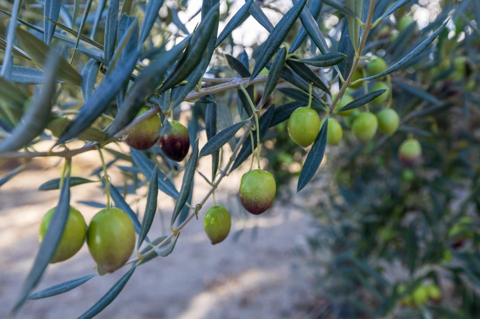 Rakentamaton maa myytävänä paikassa Lecrin - 140 000 € (Ref: 9419700)