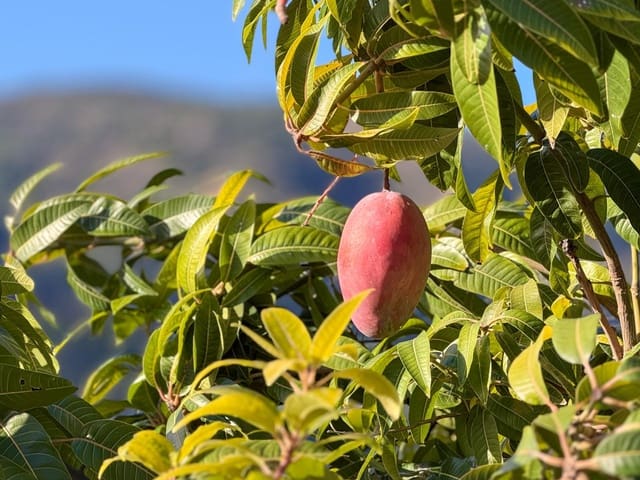 1 soveværelse Finca/Landehus til salg i Los Guajares med garage - € 89.900 (Ref: 9419715)