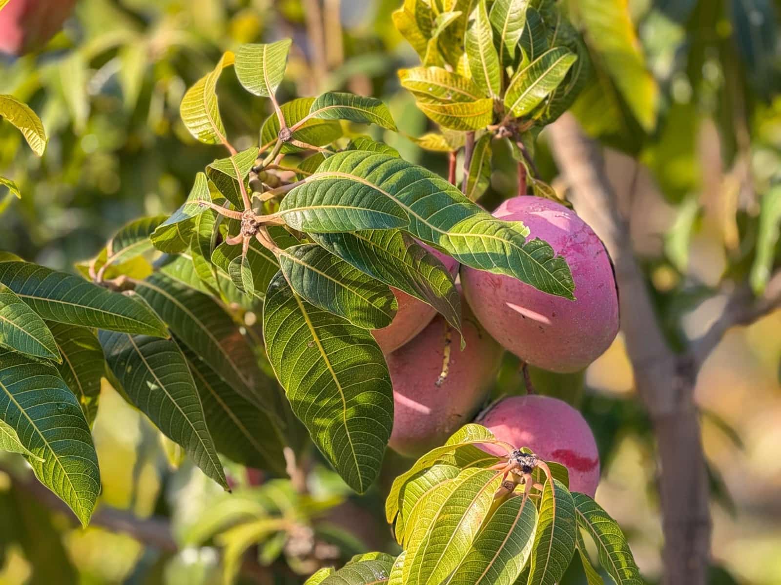 1 camera da letto Finca/Casa di Campagna in vendita in Los Guajares con garage - 89.900 € (Rif: 9419715)