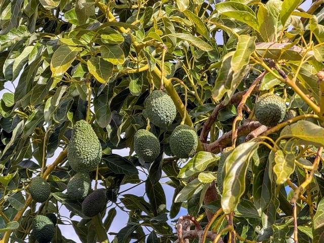 1 soveværelse Finca/Landehus til salg i Los Guajares med garage - € 89.900 (Ref: 9419715)