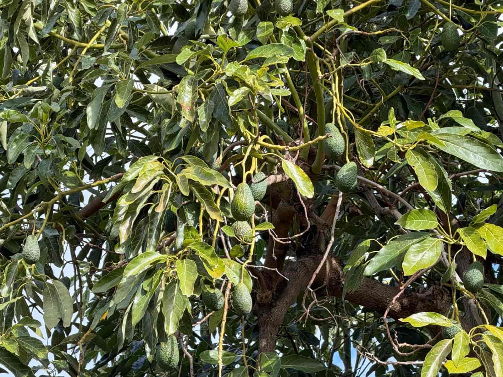 1 camera da letto Finca/Casa di Campagna in vendita in Los Guajares con garage - 89.900 € (Rif: 9419715)