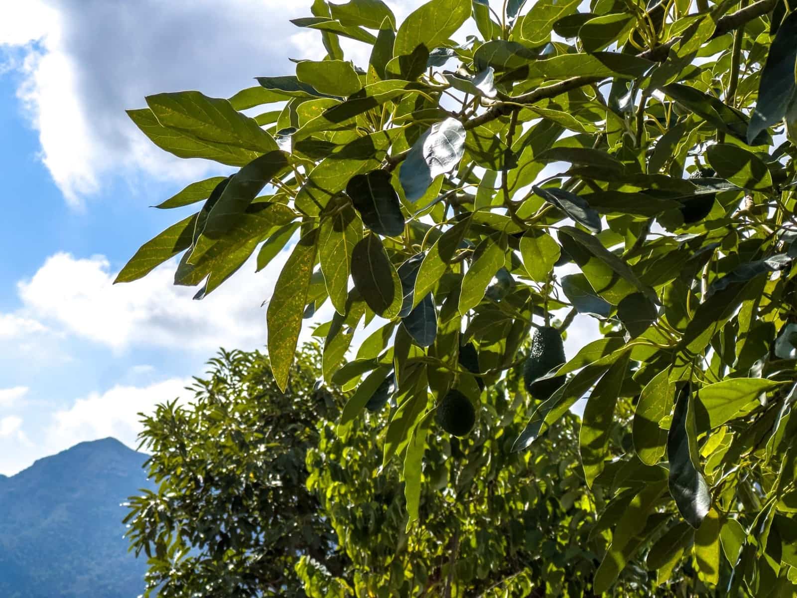 1 camera da letto Finca/Casa di Campagna in vendita in Los Guajares con garage - 89.900 € (Rif: 9419715)