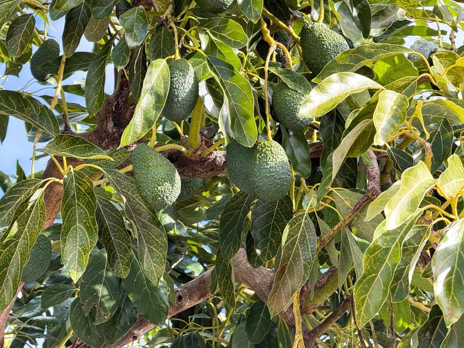 1 camera da letto Finca/Casa di Campagna in vendita in Los Guajares con garage - 89.900 € (Rif: 9419715)