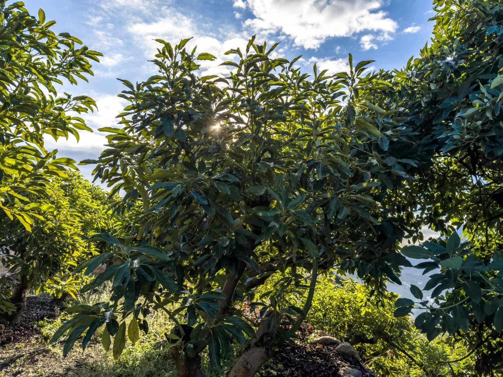 1 camera da letto Finca/Casa di Campagna in vendita in Los Guajares con garage - 89.900 € (Rif: 9419715)