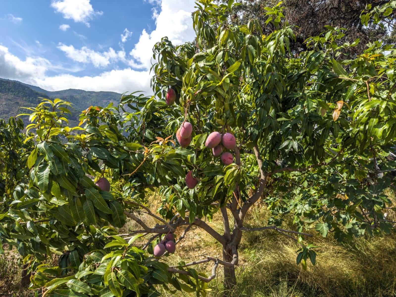 1 camera da letto Finca/Casa di Campagna in vendita in Los Guajares con garage - 89.900 € (Rif: 9419715)