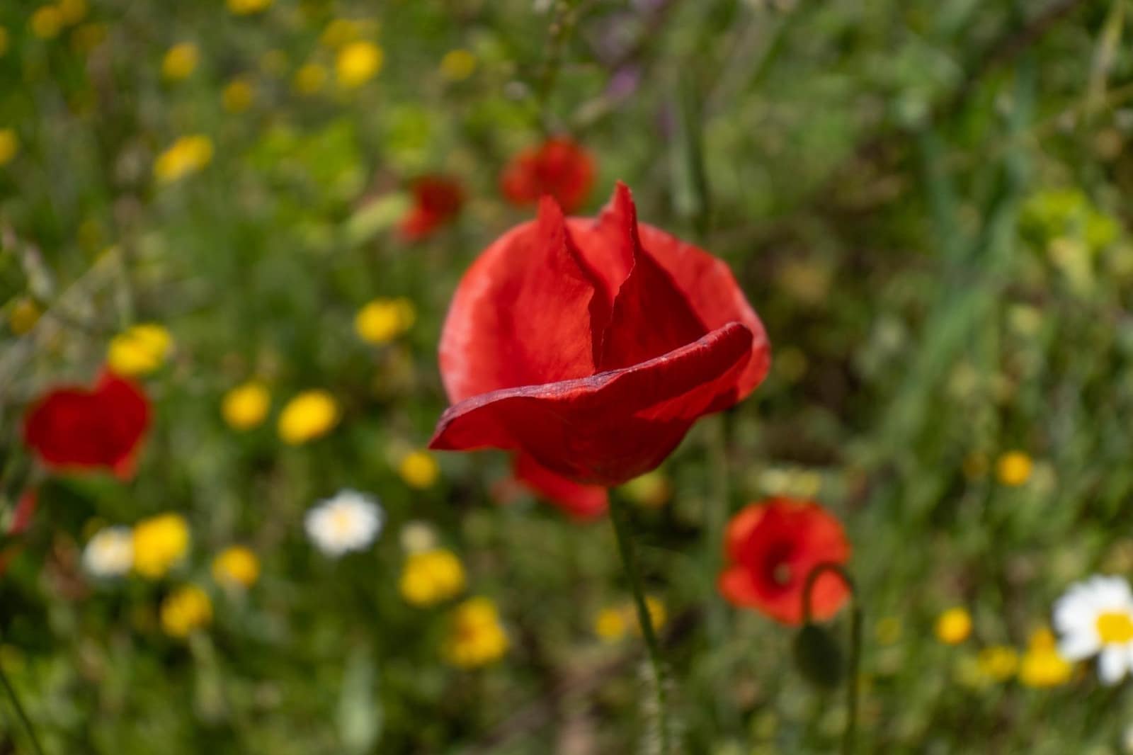 Building Plot for sale in Otura - € 135,000 (Ref: 9434976)