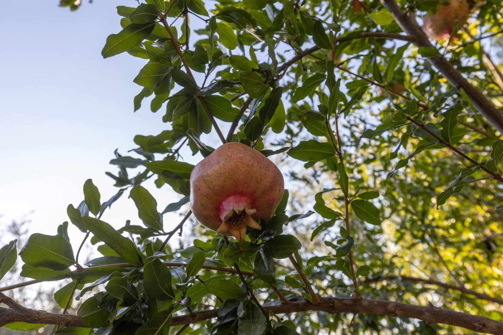 4 chambre Finca/Maison de Campagne à vendre à Alfacar avec piscine garage - 360 000 € (Ref: 9436188)
