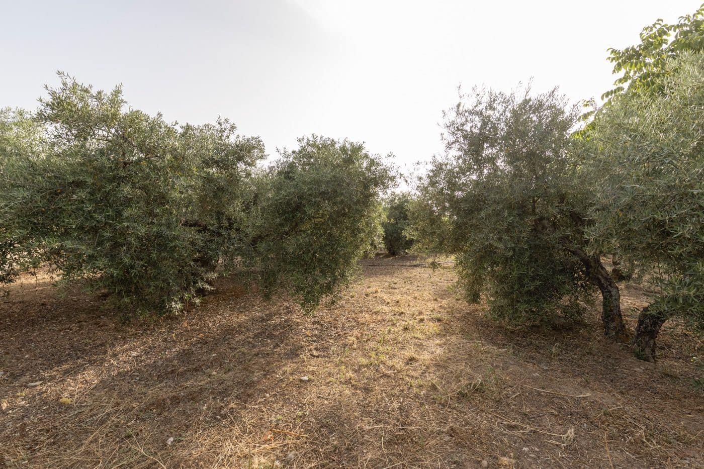 6 soveværelse Finca/Landehus til salg i Alfacar med swimmingpool garage - € 790.000 (Ref: 9436190)