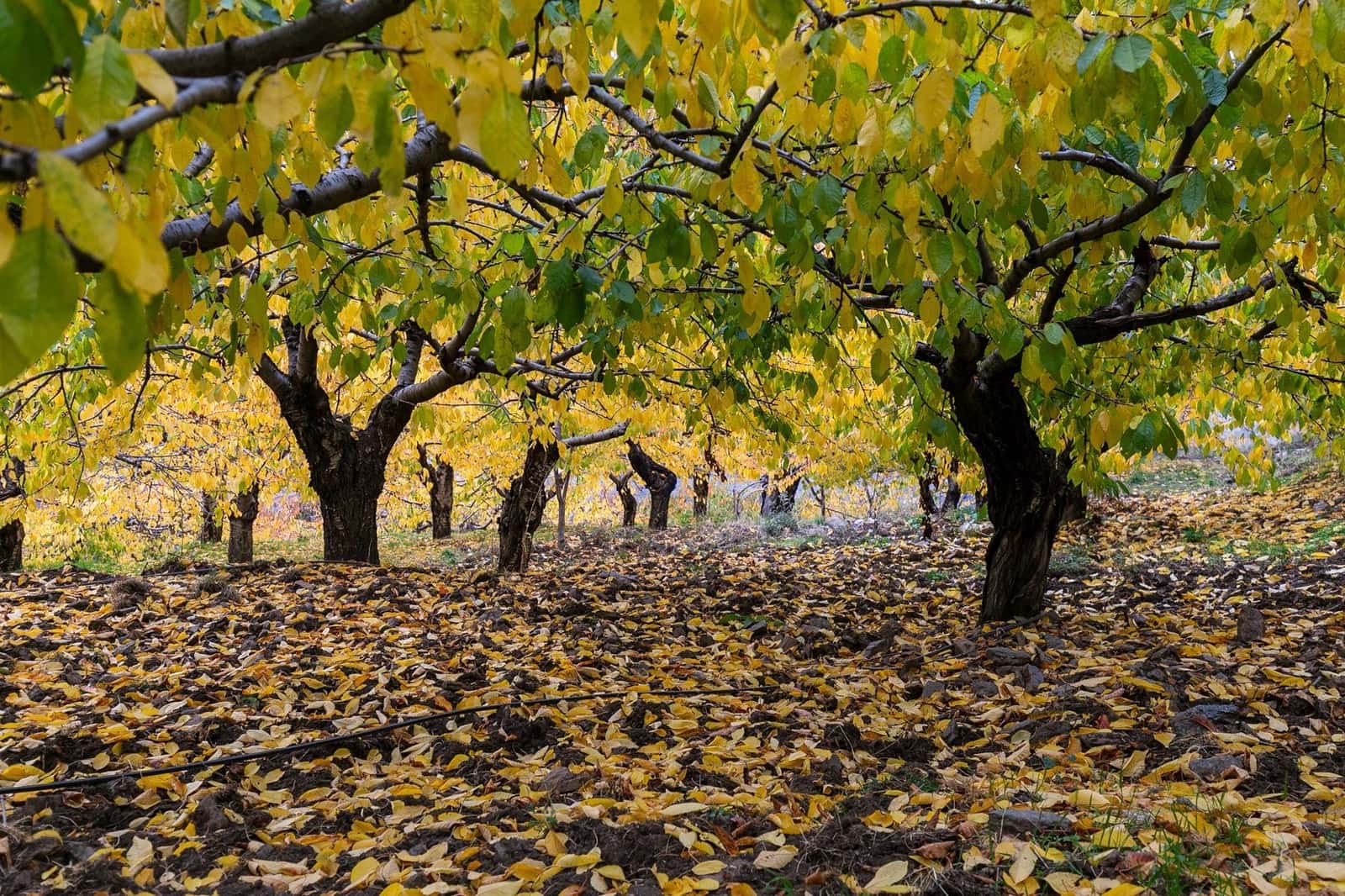 Grunde uden byggetilladelser til salg i Guejar Sierra - € 199.900 (Ref: 9437761)