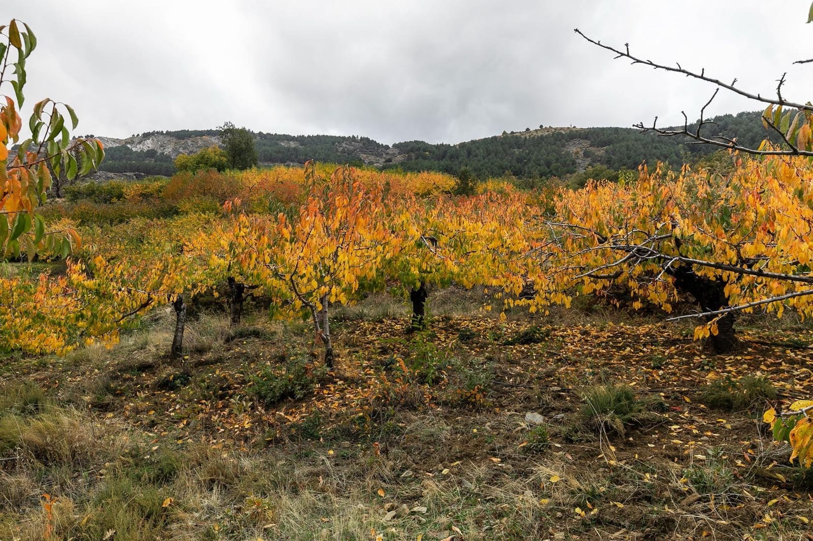 Grunde uden byggetilladelser til salg i Guejar Sierra - € 199.900 (Ref: 9437761)