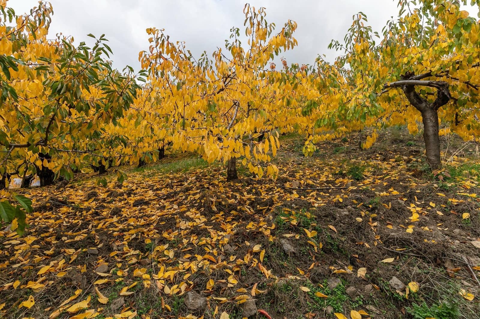 Grunde uden byggetilladelser til salg i Guejar Sierra - € 199.900 (Ref: 9437761)