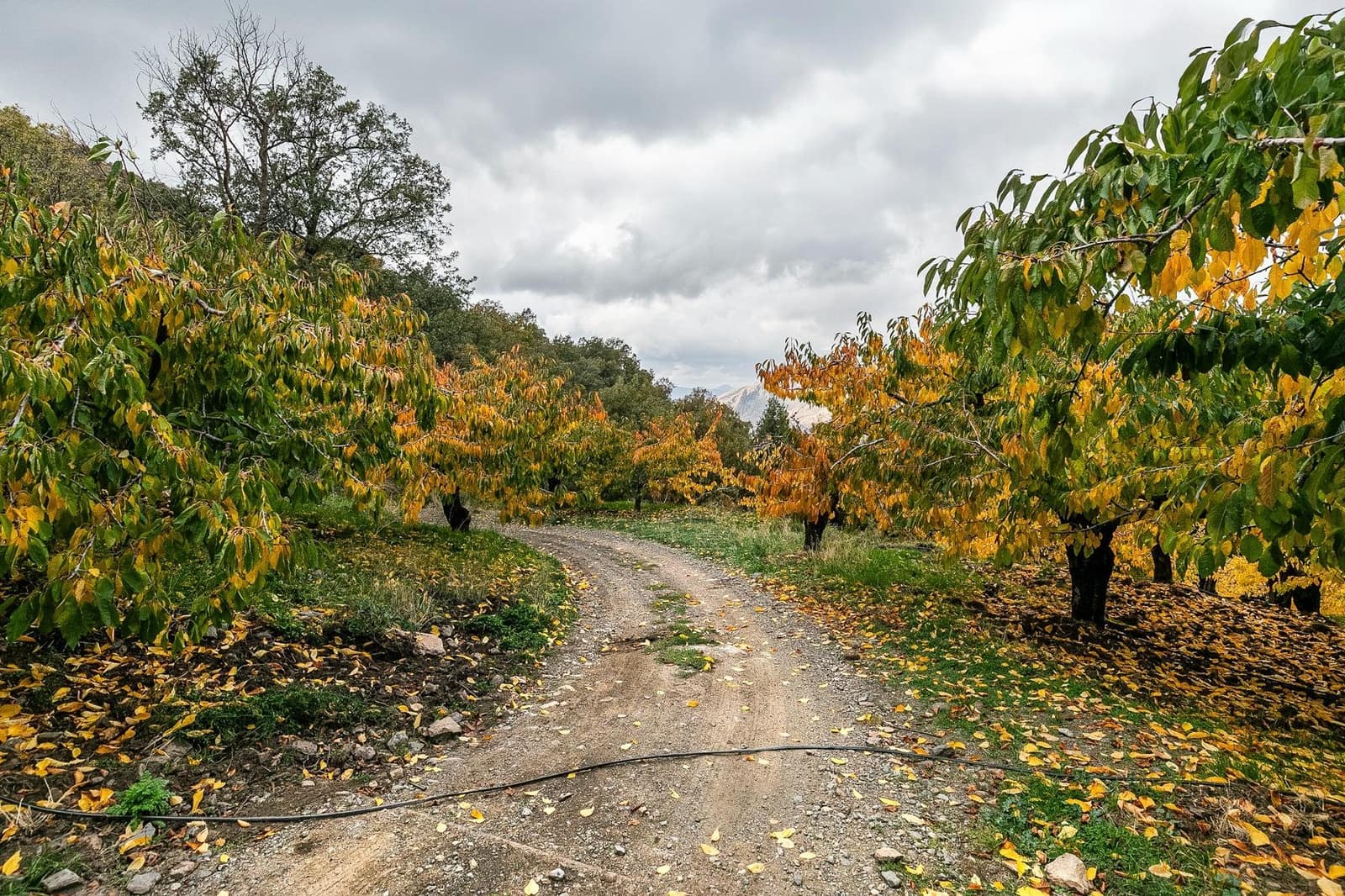 Grunde uden byggetilladelser til salg i Guejar Sierra - € 199.900 (Ref: 9437761)