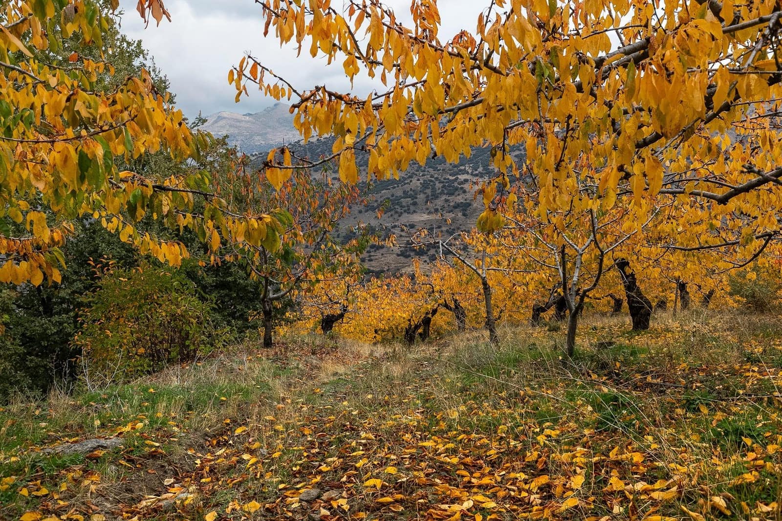 Grunde uden byggetilladelser til salg i Guejar Sierra - € 199.900 (Ref: 9437761)