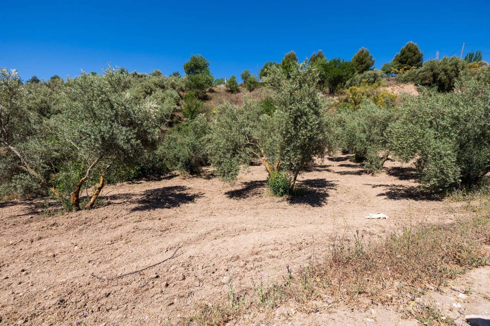 Terre non Aménagée à vendre à Viznar - 47 000 € (Ref: 9443219)