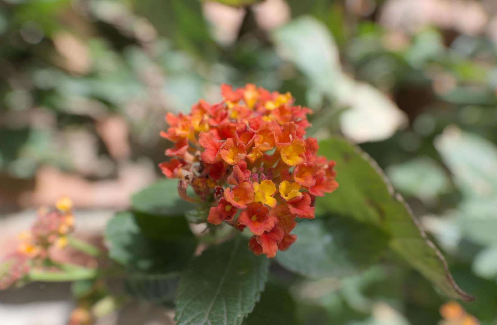 11 soverom Hus til salgs i Orgiva - € 225 000 (Ref: 9443250)