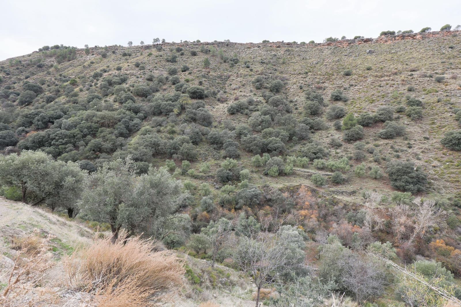 Undeveloped Land for sale in Monachil - € 28,000 (Ref: 9497164)