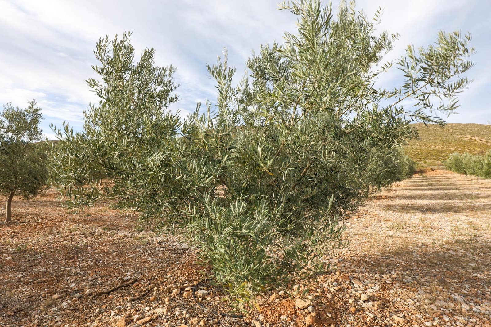 Terreno/Finca Rústica en Cozvijar en venta - 700.000 € (Ref: 9502338)