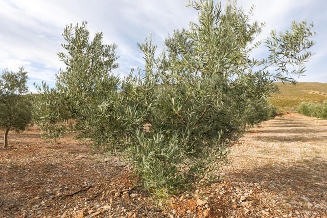 Terreno/Finca Rústica en Cozvijar, Villamena en venta - 700.000 € (Ref: 9502338)