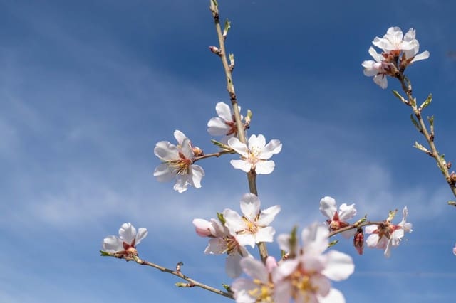 5 soverom Finca/Herregård til salgs i Albuñuelas - € 82 000 (Ref: 9634230)