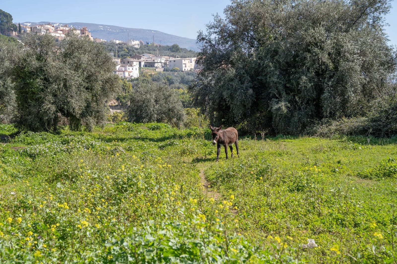 5 soverom Finca/Herregård til salgs i Albunuelas - € 82 000 (Ref: 9634230)