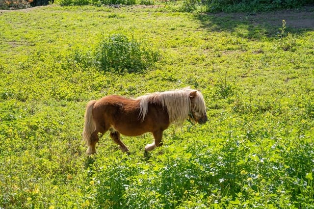 5 soverom Finca/Herregård til salgs i Albuñuelas - € 82 000 (Ref: 9634230)