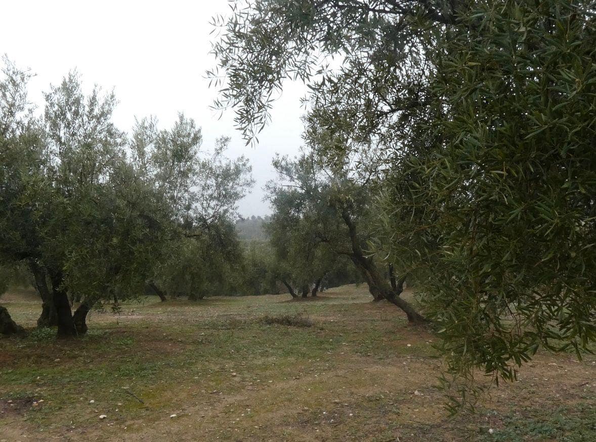 Undeveloped Land for sale in Peligros - € 144,000 (Ref: 9719902)