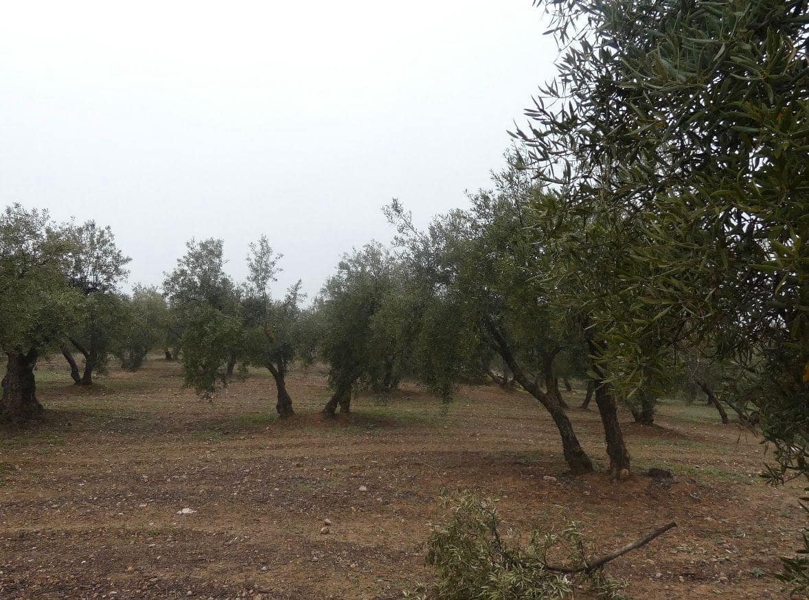 Undeveloped Land for sale in Peligros - € 144,000 (Ref: 9719902)