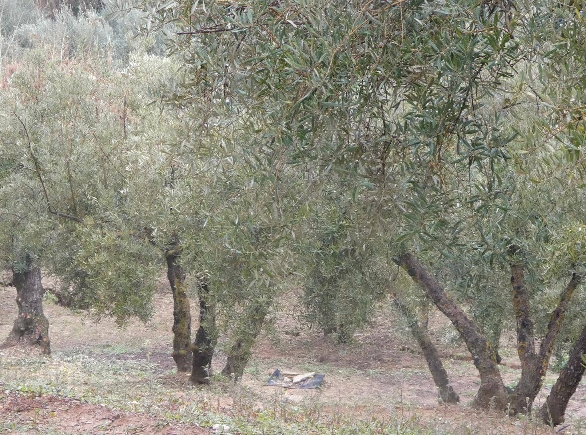 Undeveloped Land for sale in Peligros - € 144,000 (Ref: 9719902)