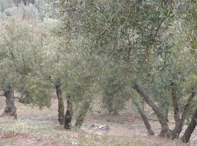 Rakentamaton maa myytävänä paikassa Peligros - 144 000 € (Ref: 9719902)