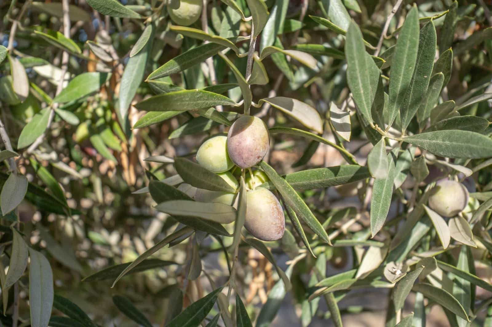 2 soveværelse Villa til salg i Granada by med swimmingpool garage - € 269.900 (Ref: 9791024)