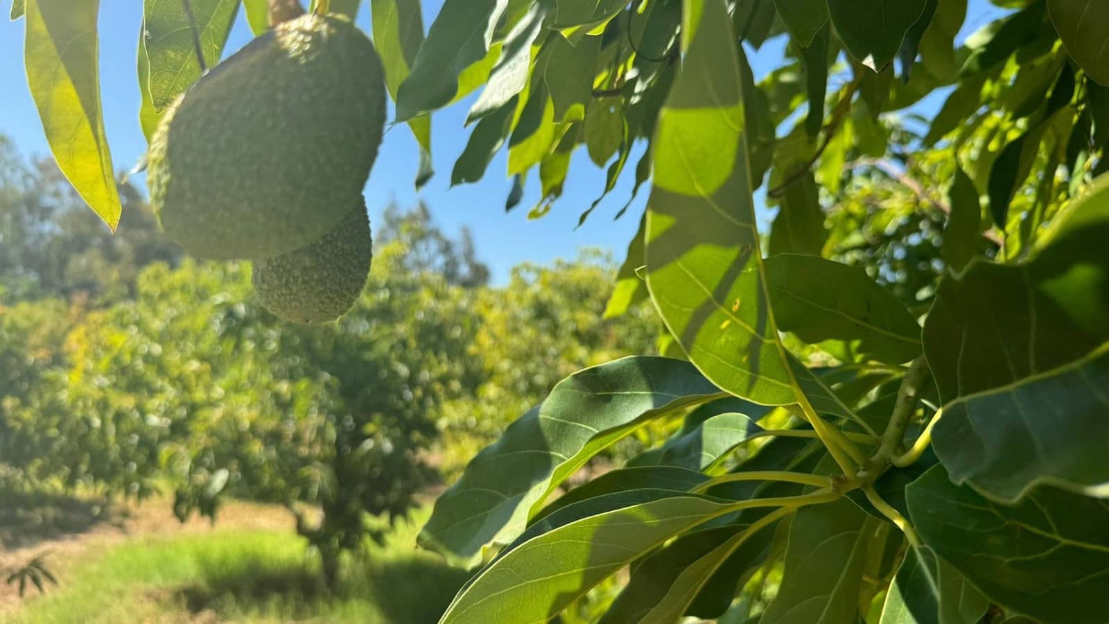 Grunde uden byggetilladelser til salg i Alhaurin de la Torre - € 425.000 (Ref: 8469266)