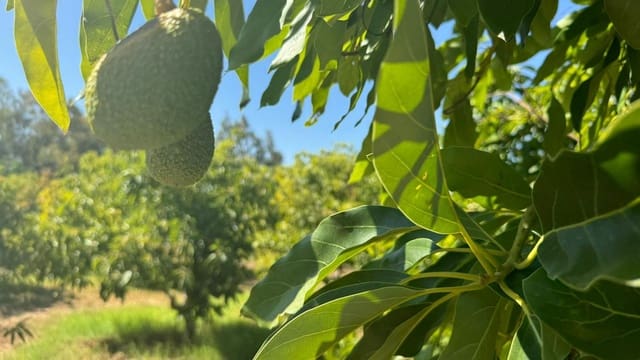 Mark till salu i Alhaurín de la Torre - 425 000 € (Ref: 8469266)