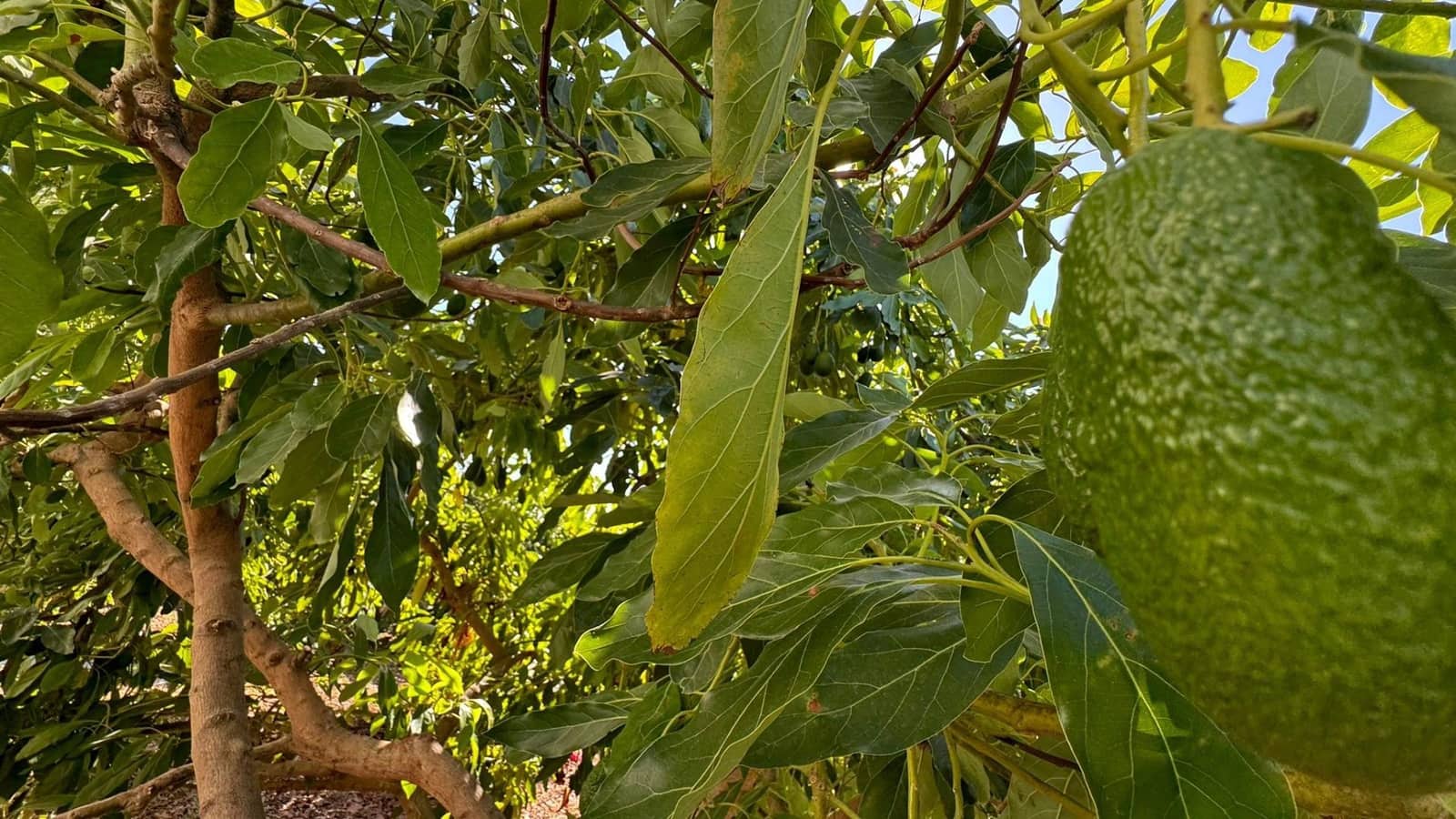 Grunde uden byggetilladelser til salg i Alhaurin de la Torre - € 425.000 (Ref: 8469266)