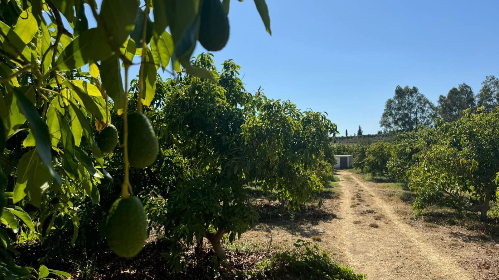 Grunde uden byggetilladelser til salg i Alhaurin de la Torre - € 425.000 (Ref: 8469266)