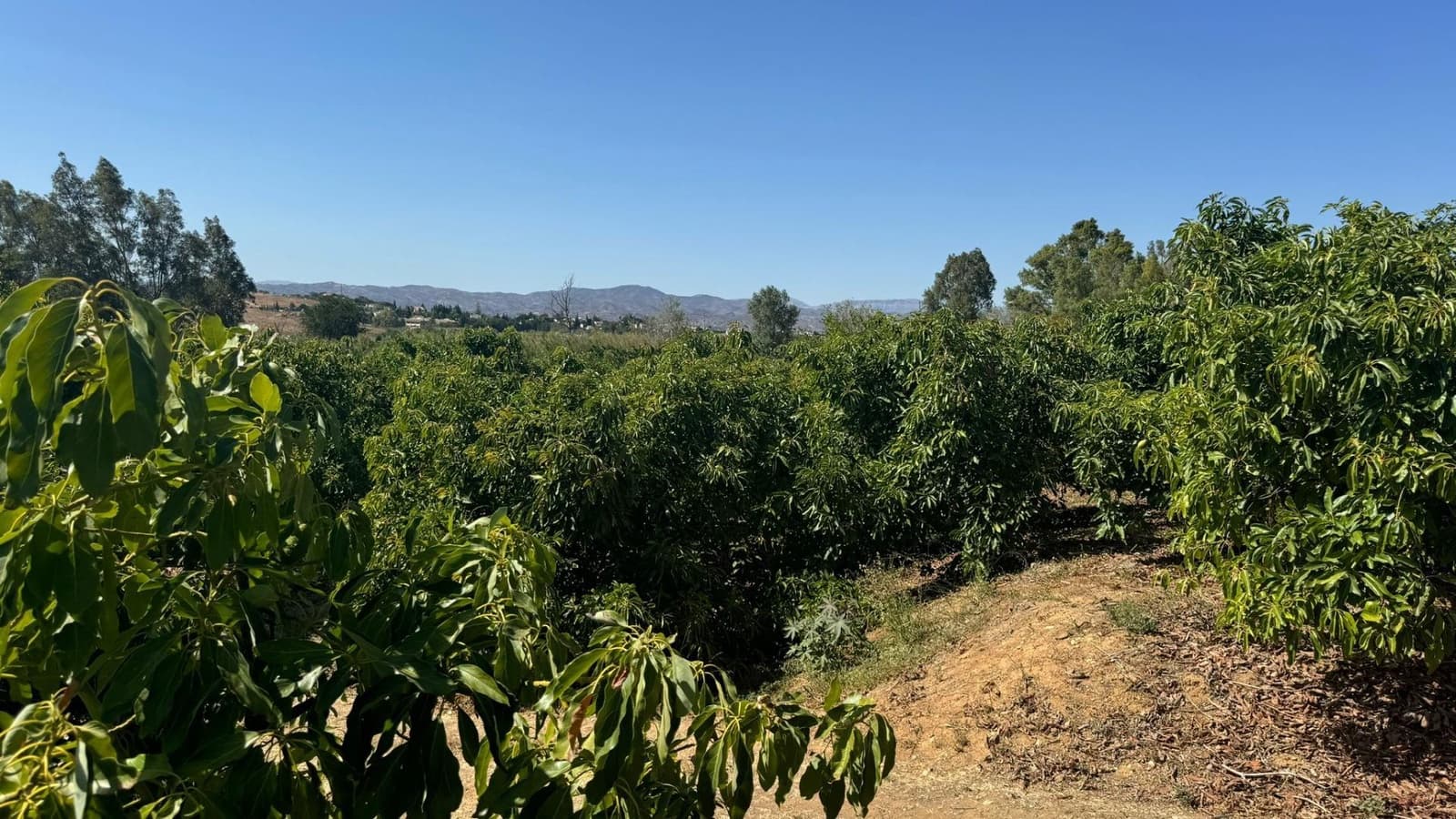 Grunde uden byggetilladelser til salg i Alhaurin de la Torre - € 425.000 (Ref: 8469266)