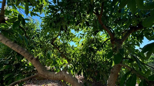 Mark till salu i Alhaurín de la Torre - 425 000 € (Ref: 8469266)