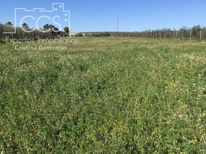 Area Edificabile in vendita in Aznalcazar - 50.000 € (Rif: 10014963)