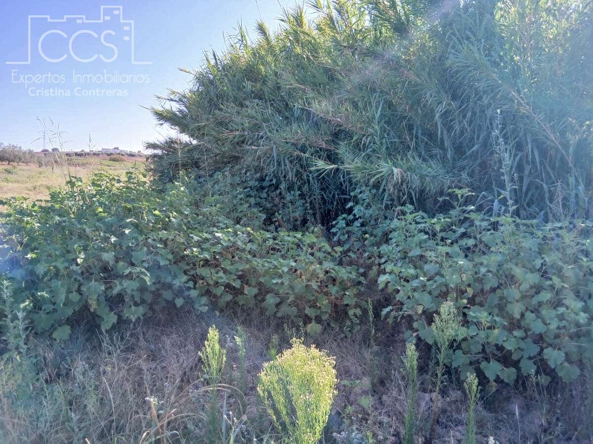 Działka budowlana na sprzedaż w Almonte - 29 000 € (Ref: 10033379)