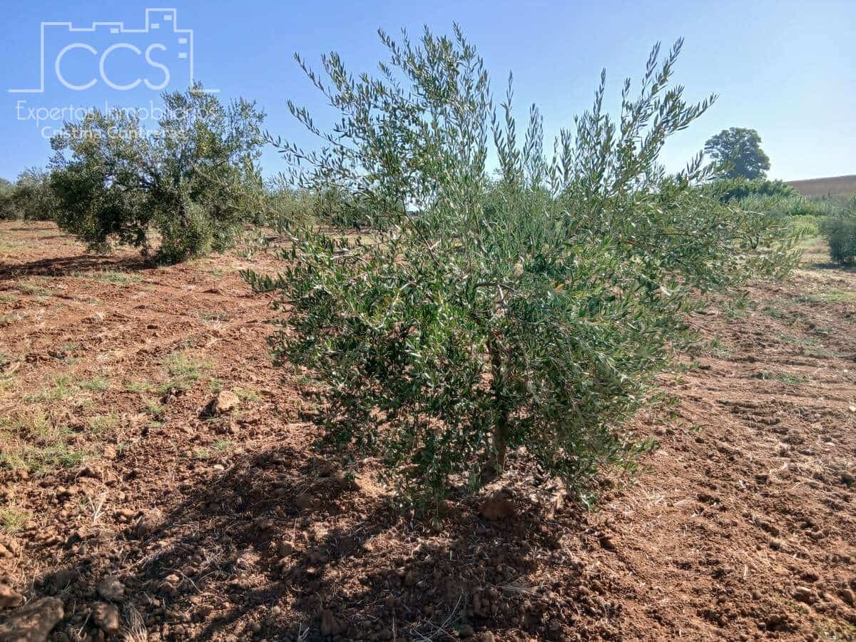 Działka budowlana na sprzedaż w Almonte - 29 000 € (Ref: 10033379)