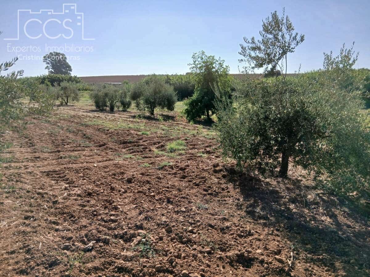 Działka budowlana na sprzedaż w Almonte - 29 000 € (Ref: 10033379)